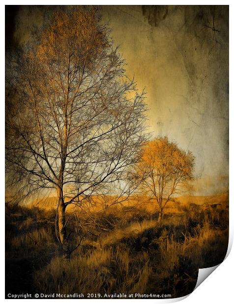 Birch trees on Ardinning Moor 2 Print by David Mccandlish