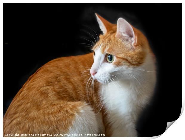 Ginger red cat on black background Print by Jelena Maksimova