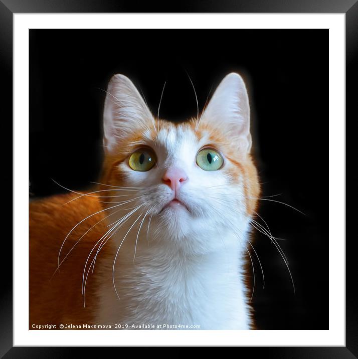 Portrait of red cat isolated on black Framed Mounted Print by Jelena Maksimova