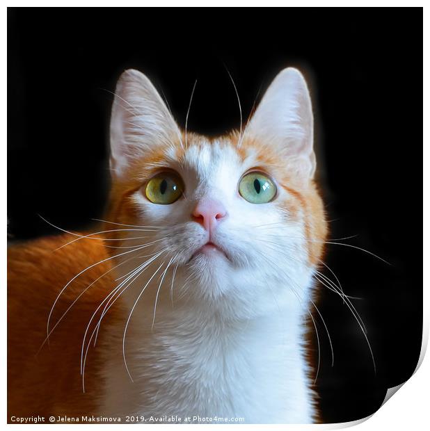Portrait of red cat isolated on black Print by Jelena Maksimova