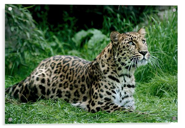 Amur Leopard Acrylic by Julie Hoddinott