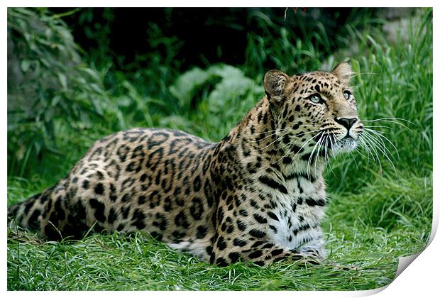 Amur Leopard Print by Julie Hoddinott
