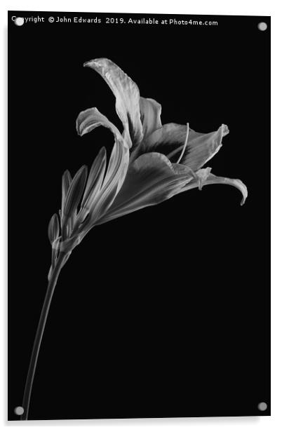 Hemerocallis Acrylic by John Edwards