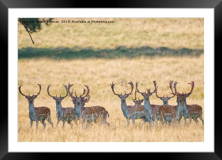Fallow Buck line up Framed Mounted Print by Will Badman