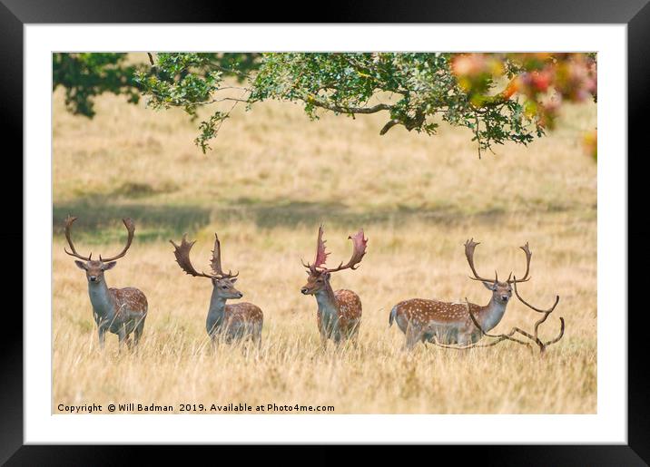Fallow Bucks Under The Trees Framed Mounted Print by Will Badman