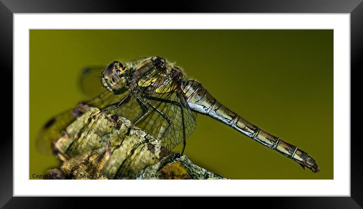 AUTUMN DRAGONFLY Framed Mounted Print by Tony Sharp LRPS CPAGB