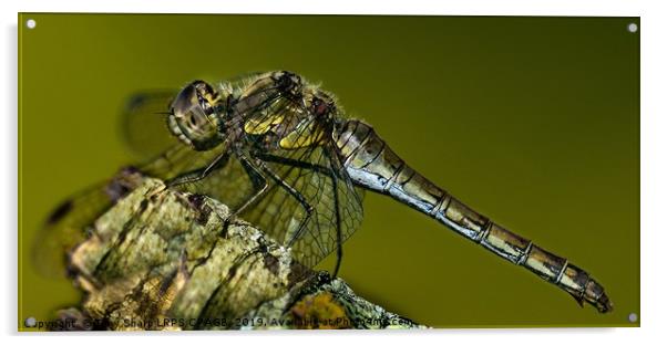 AUTUMN DRAGONFLY Acrylic by Tony Sharp LRPS CPAGB