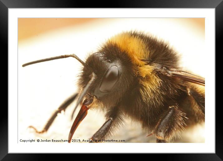 Bumble Bee Macro Framed Mounted Print by Jordan Beauchamp