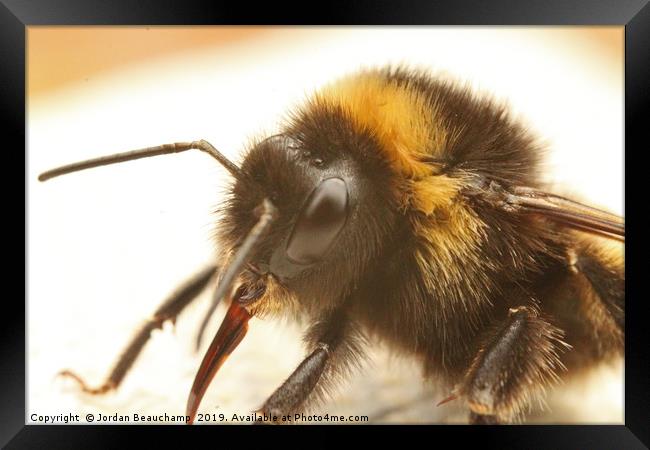 Bumble Bee Macro Framed Print by Jordan Beauchamp