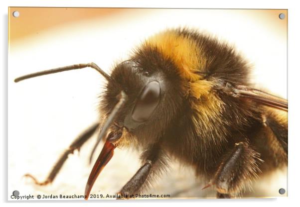 Bumble Bee Macro Acrylic by Jordan Beauchamp