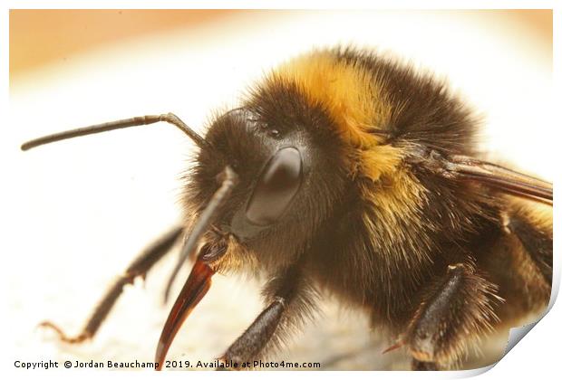 Bumble Bee Macro Print by Jordan Beauchamp