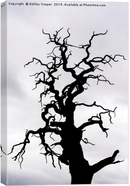 Tree scape. Canvas Print by Ashley Cooper