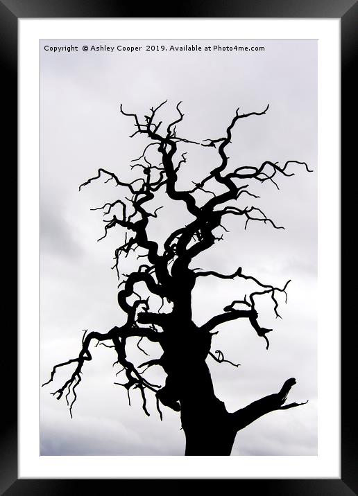 Tree scape. Framed Mounted Print by Ashley Cooper