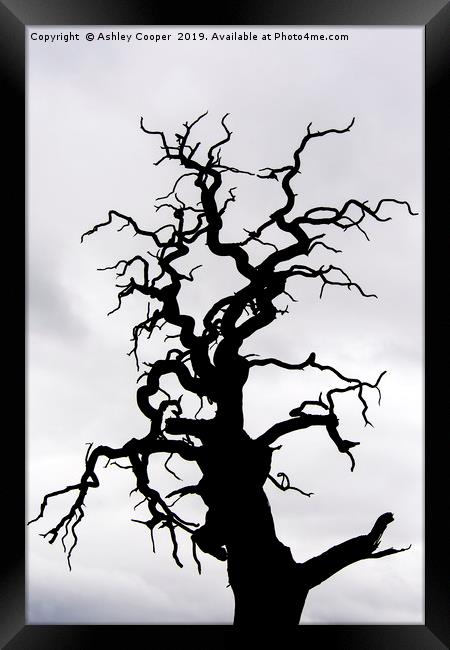 Tree scape. Framed Print by Ashley Cooper