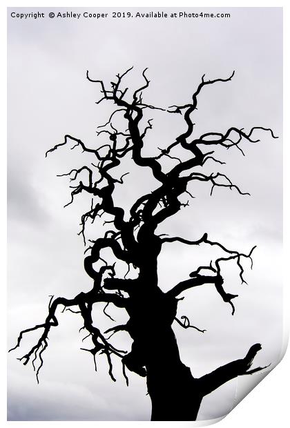 Tree scape. Print by Ashley Cooper