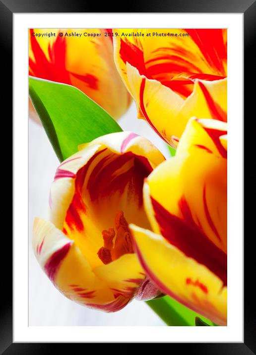 Tulips. Framed Mounted Print by Ashley Cooper