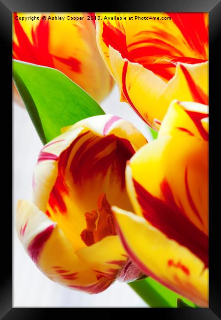Tulips. Framed Print by Ashley Cooper