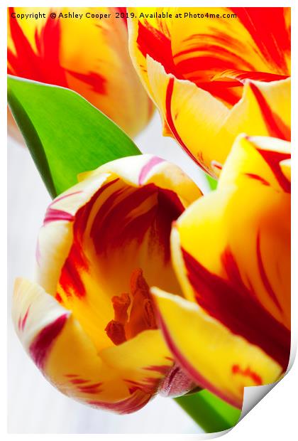 Tulips. Print by Ashley Cooper