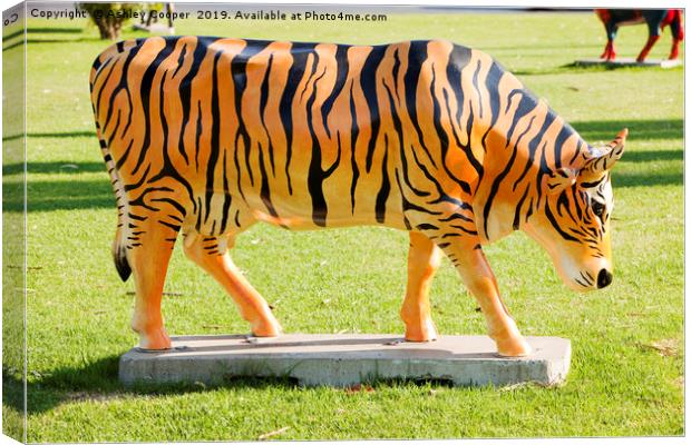 Tiger cow. Canvas Print by Ashley Cooper