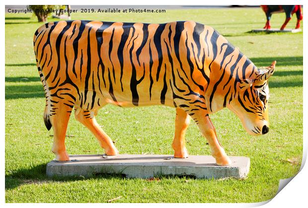 Tiger cow. Print by Ashley Cooper