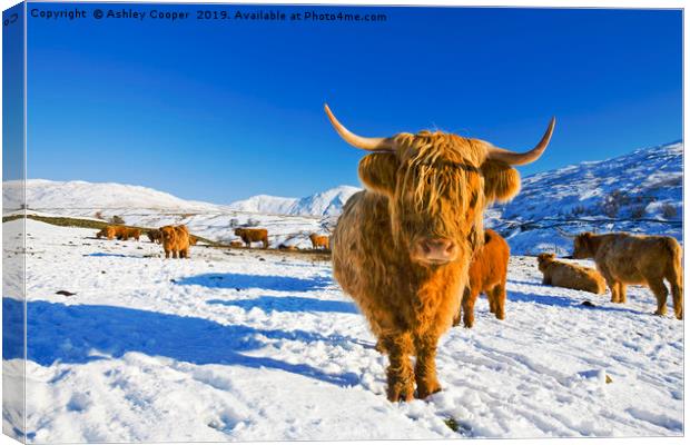 Highland Cattle. Canvas Print by Ashley Cooper