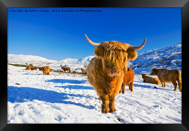 Highland Cattle. Framed Print by Ashley Cooper