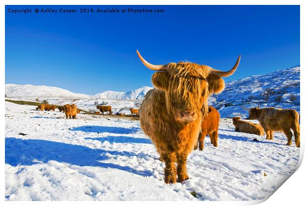 Highland Cattle. Print by Ashley Cooper