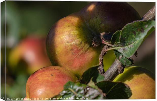 Apples on a Branch Canvas Print by Brian Roscorla