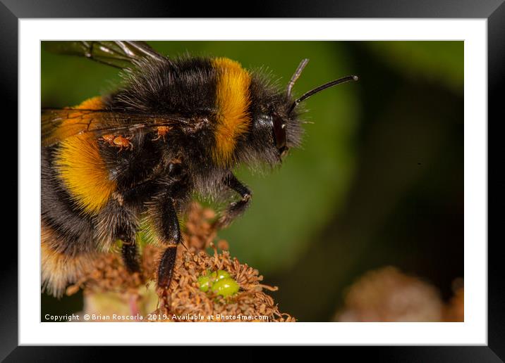 Bumble Bee Framed Mounted Print by Brian Roscorla