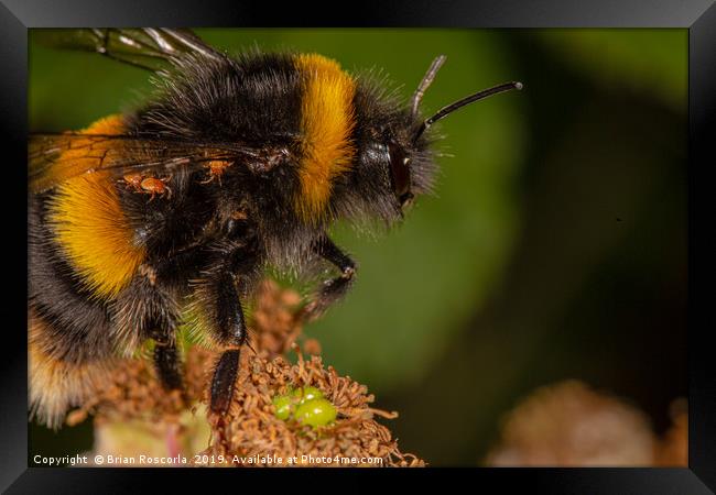 Bumble Bee Framed Print by Brian Roscorla