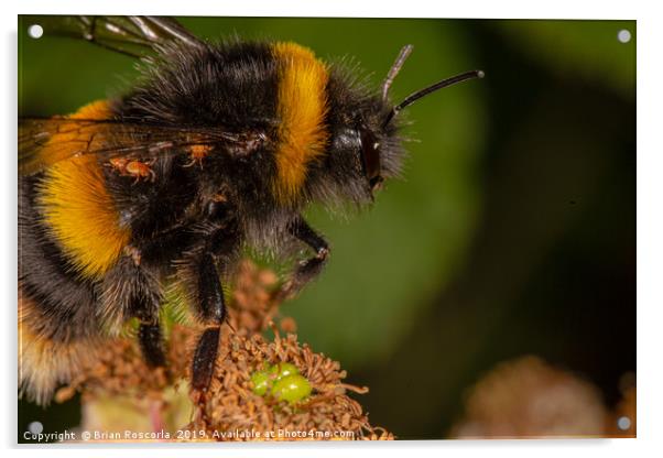 Bumble Bee Acrylic by Brian Roscorla