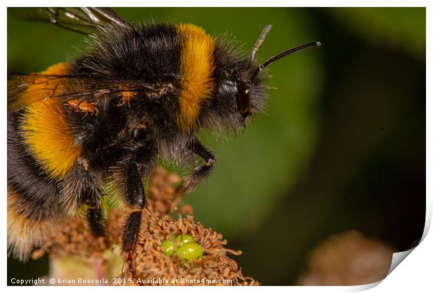 Bumble Bee Print by Brian Roscorla