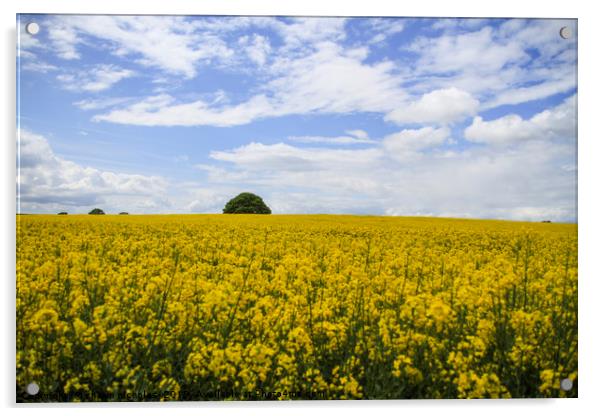 Rape Seed Field Acrylic by Shawn Nicholas