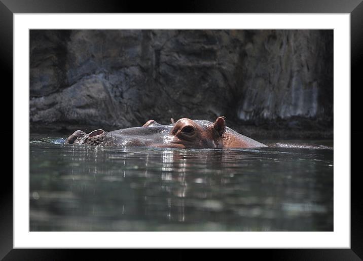 Hippo Dip Framed Mounted Print by Stuart Reid