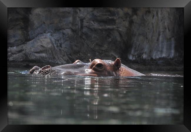 Hippo Dip Framed Print by Stuart Reid