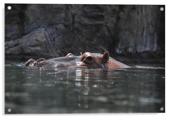 Hippo Dip Acrylic by Stuart Reid