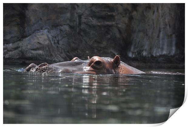 Hippo Dip Print by Stuart Reid