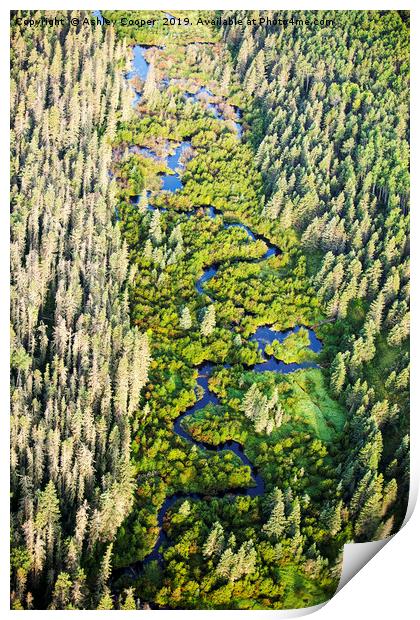 Boreal Forest. Print by Ashley Cooper