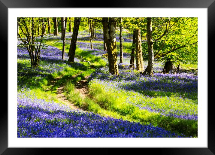 Blue path. Framed Mounted Print by Ashley Cooper