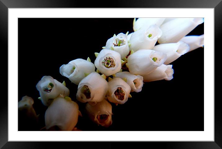 Forest Flame Buds Framed Mounted Print by Louise Godwin