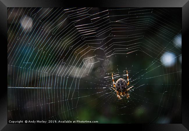 The Spider's Web Framed Print by Andy Morley