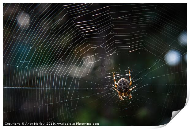 The Spider's Web Print by Andy Morley