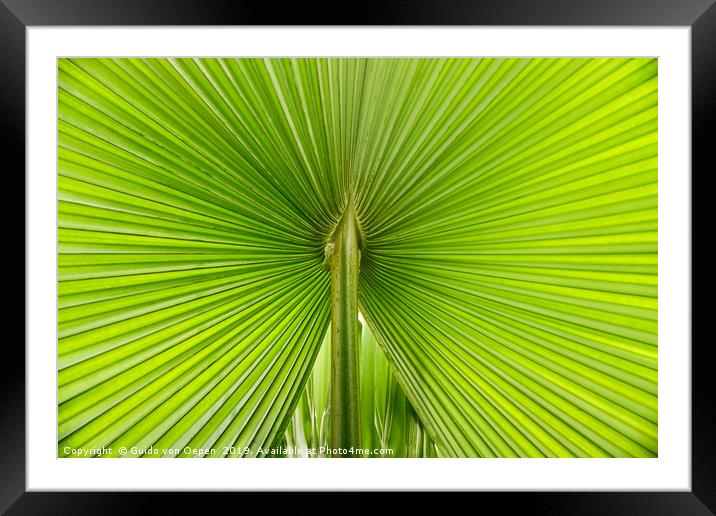                                Palm Leaf Framed Mounted Print by Guido von Oepen