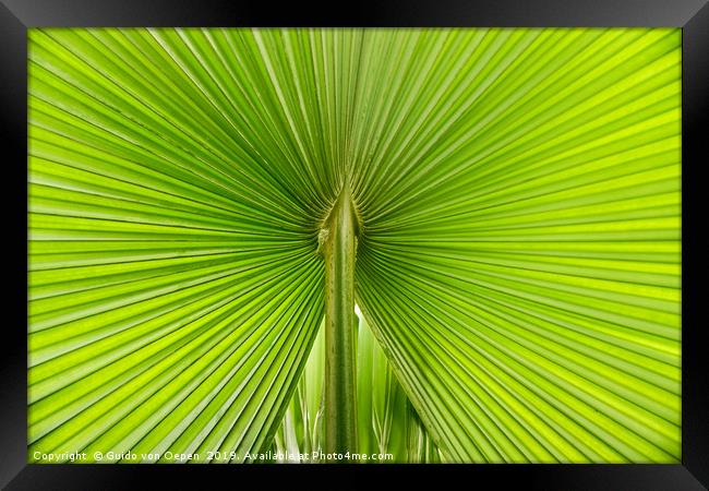                                Palm Leaf Framed Print by Guido von Oepen