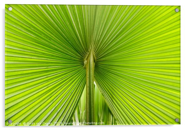                                Palm Leaf Acrylic by Guido von Oepen