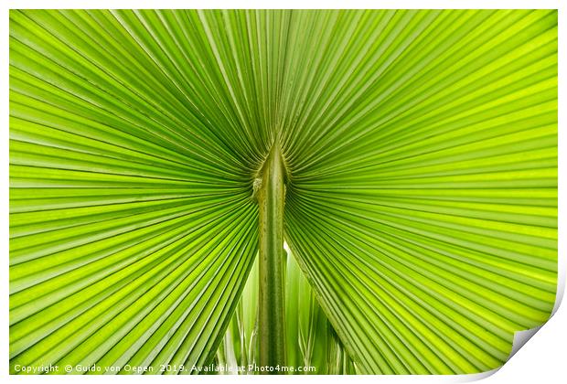                                Palm Leaf Print by Guido von Oepen