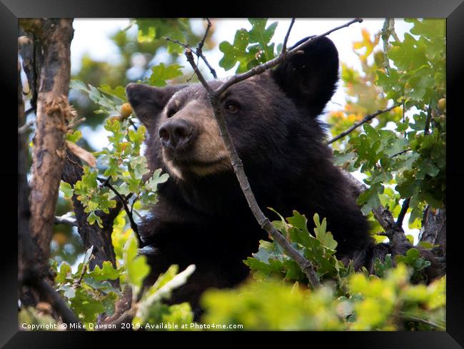 Tree-top Bruin Framed Print by Mike Dawson