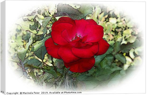 A lonely rose Canvas Print by Marinela Feier