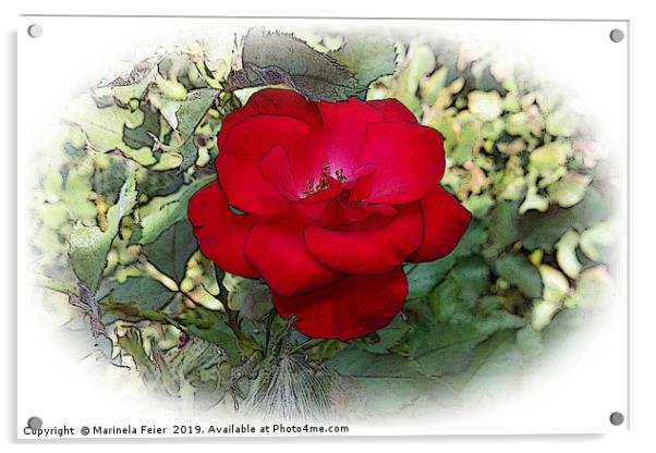 A lonely rose Acrylic by Marinela Feier