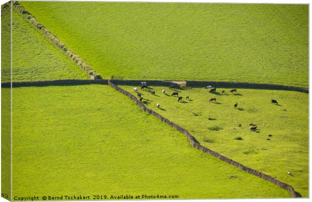 Drystone walls, cows and pastures, Lake Dictrict Canvas Print by Bernd Tschakert